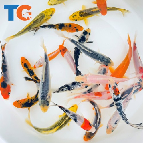 Standard fin koi fish - koi, sale