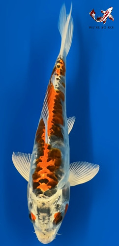 Beni kikokuryu - 6.5",