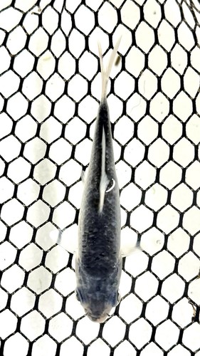 Asagi live koi - ❕, fish
