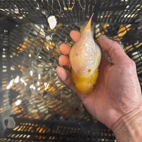 Ranchu goldfish 5inches live - ranchu,