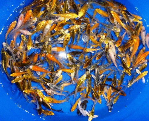 100 lot assorted - 2"-4", live