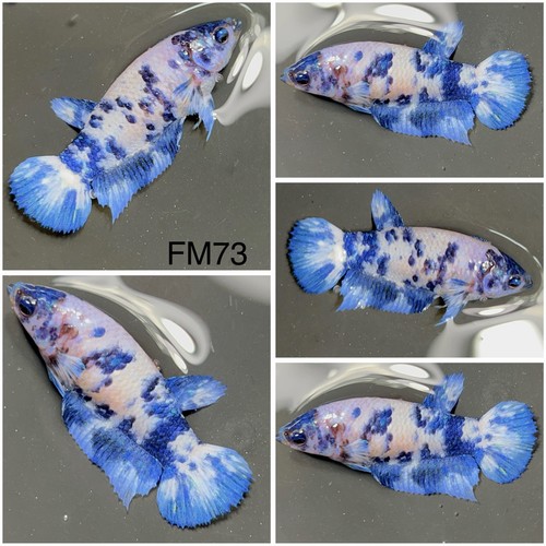 Female betta live fish fm73 - live,