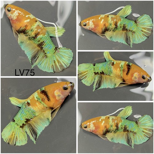 Female betta live - female,