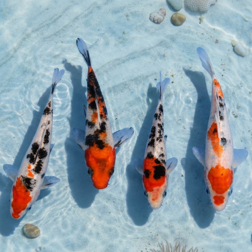 Sanke koi live - koi, 6-7