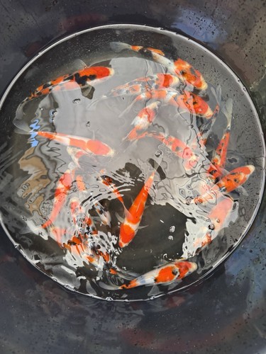 Live japanese koi fish - japanese,
